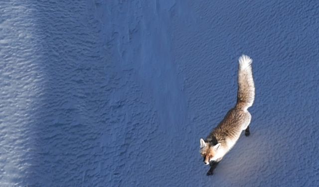 Dron gören tilkinin tepkisi gülümsetti