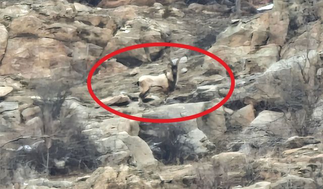 Hizan’da dağ keçileri böyle görüntülendi