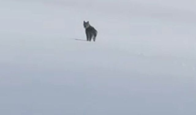 Adilcevaz kırsalında vaşak görüntülendi