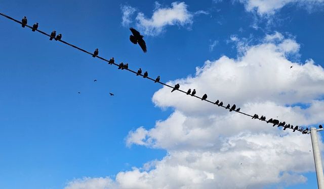 Tatvan’da kargalardan kartpostallık manzara