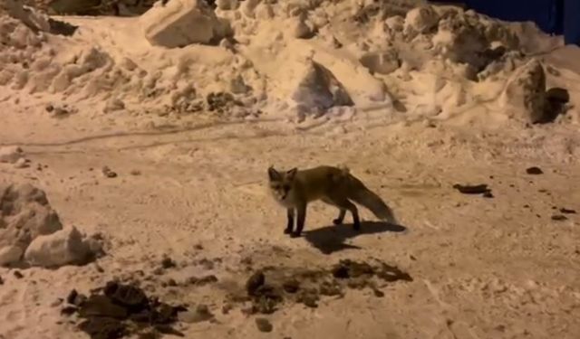 Ardahan’da ilginç dostluk: Kapıya gelen tilkiyi her gün besliyor