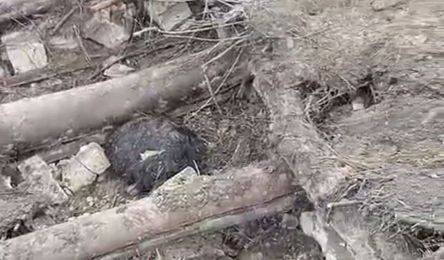 Başkale’de çöken ahırda 20 küçükbaş hayvan enkaz altında kaldı