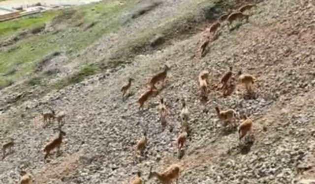 Dağ keçileri Palu Kalesi'nde görüldü