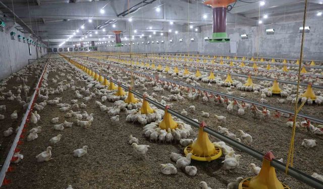 Devletten aldığı destekle ikinci çiftliğini kurdu