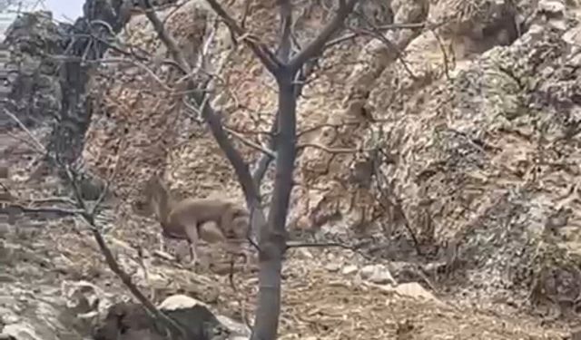 Elazığ'da 3 ayaklı yaban keçisi azmiyle hayran bıraktı
