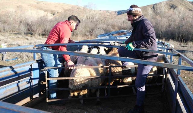 Erzincan'da besicilerin 8 aylık göç yolculuğu başladı