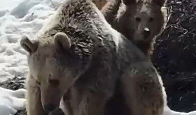 Erzincan’da karın tadını çıkaran ayılar görüntülendi