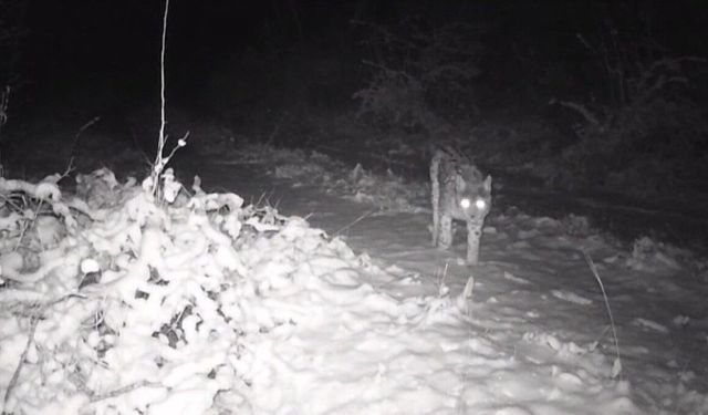 Erzincan'da yaban hayatı fotokapanla kaydedildi