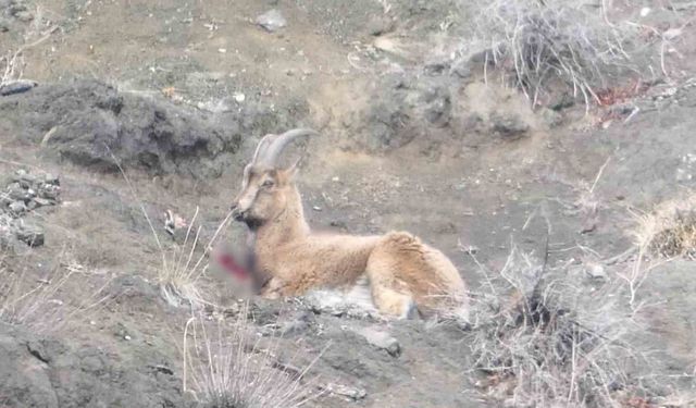 Erzurum'da yaban keçisi kaçak avcıların hedefi oldu