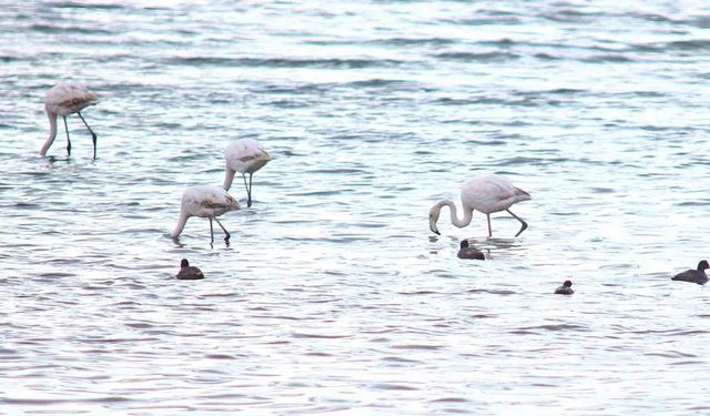 Flamingolar Van Gölü Havzası'na geri döndü