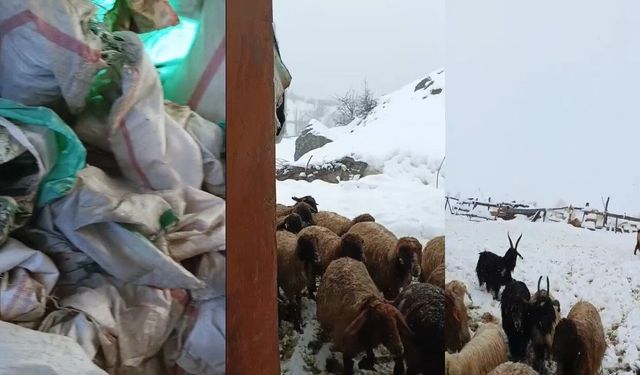Hakkâri’de kar kalınlığı 1,5 metreyi buldu, çiftçiler zor durumda