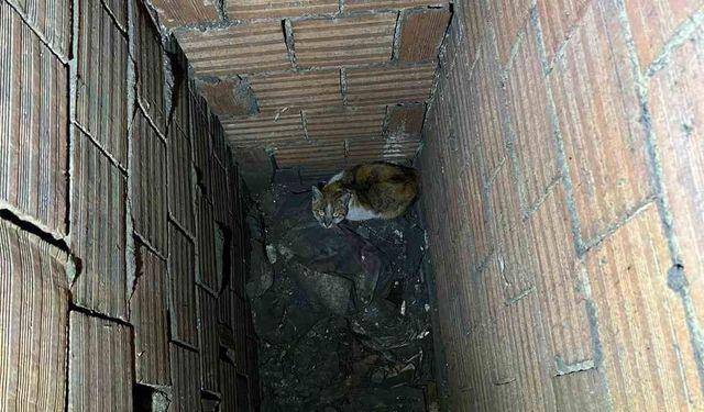 Havalandırma boşluğuna düşen kedi için ekipler seferber oldu