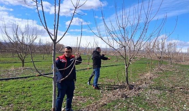 Iğdır'da çiftçilere uygulamalı meyve ağacı budama eğitimi verildi