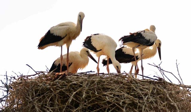 Leyleklerin erken gelişi Erzincan’da baharı müjdeledi
