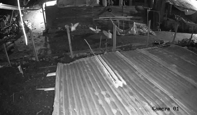 Malatya'da aç kurt paniği, ilk hedefi kümes oldu