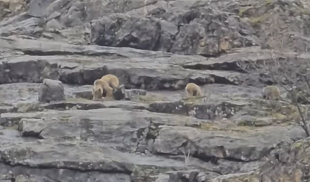 Munzur Vadisi’nde sevimli buluşma: Anne ayı ve yavruları kamerada