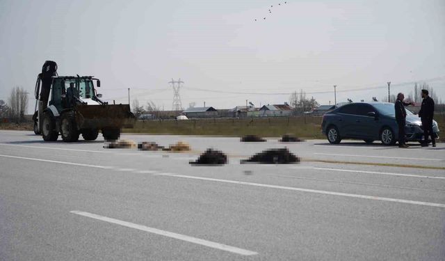 Muş-Bingöl yolunda SUV tipi araç keçi sürüsüne daldı: 10 keçi telef