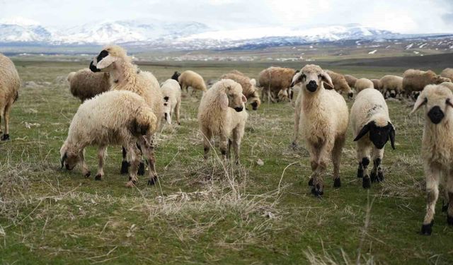 Muş Ovası kuzu sesleriyle yankılandı