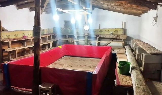 Muş'ta horoz dövüşü yapan 23 kişiye ceza uygulandı