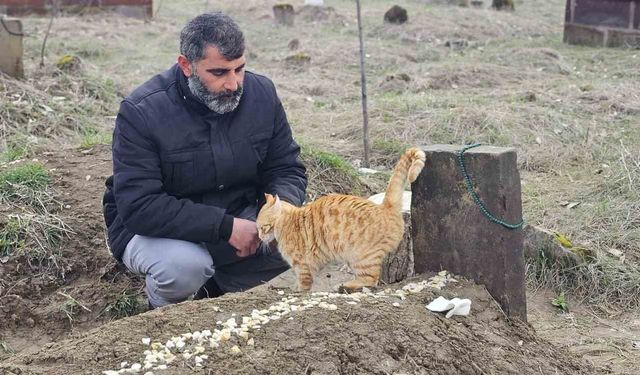 Muş'ta öldürülen adamın kedileri mezarını terk etmiyor