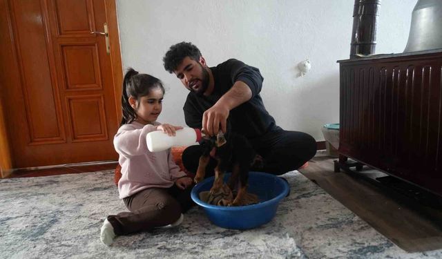 Muş'ta yeni doğan oğlaklara evde özel ilgi