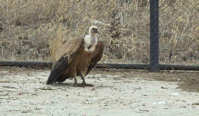Tedavisi tamamlanan yaban kuşları yeniden gökyüzüne hazırlanıyor
