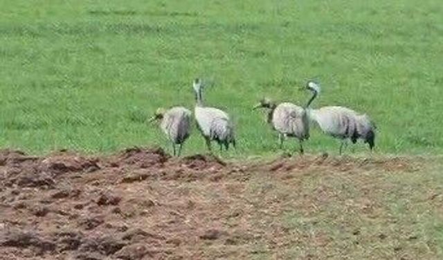Türkülerin ilham kaynağı turnalar Tunceli’de