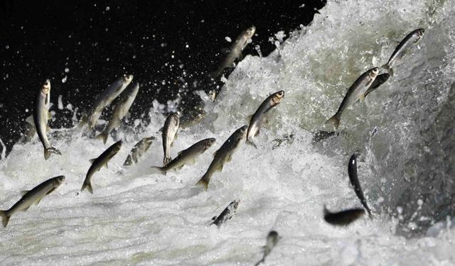 Van Gölü Havzası’nın doğusunda yağış bereketi: Tarım ve inci kefali göçüne olumlu etki