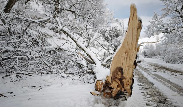 Ahlat’ta karların ağırlığına dayanamayan ağaçlar devrildi