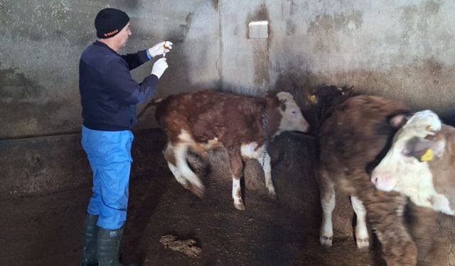 Adilcevaz’da büyükbaş hayvanlara aşılama çalışmaları başladı