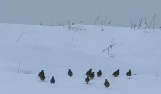 Tatvan’da keklik sürüsü görüntülendi
