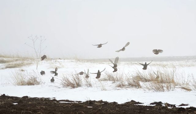 Ahlat’ta kar üzerinde çil keklik sürüsü görüntülendi
