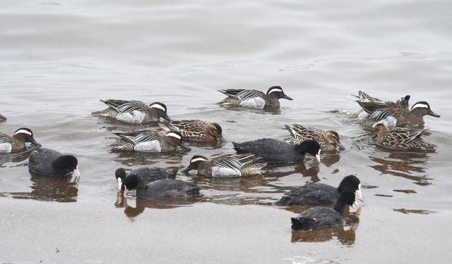 Tatvan’da göçmen misafirler: Çıkrıkçın ördekler Van Gölü sahilinde görüntülendi