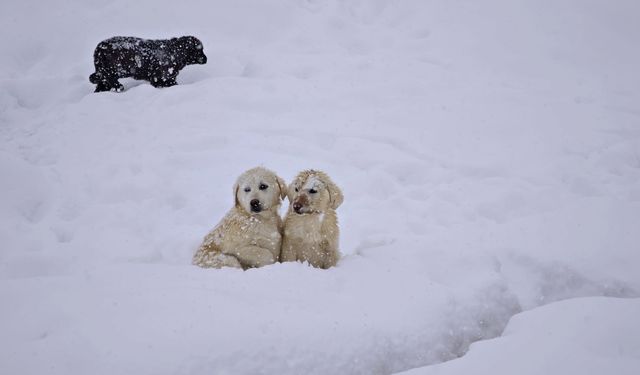 Tatvan’da kar altındaki yavru köpekler yürekleri ısıttı