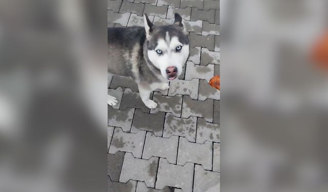 Tatvan'da görülen Sibirya Kurduna vatandaşlar elleriyle besledi