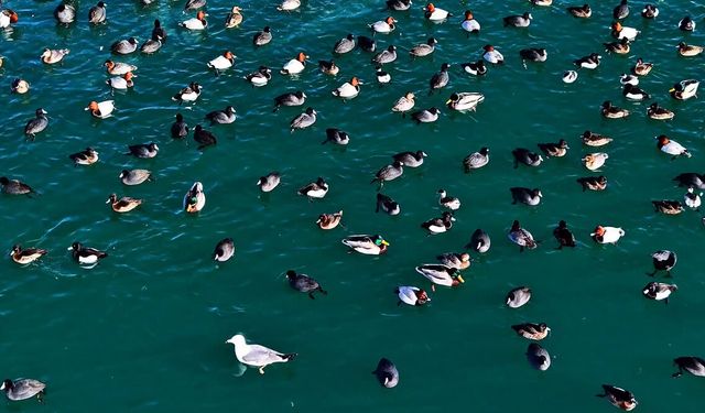 Nazik Gölü’nde doğa canlandı: Ördekler göl yüzeyini renklendirdi