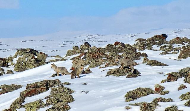 Yol kenarında yiyecek arayan tilkiler dron kamerasında