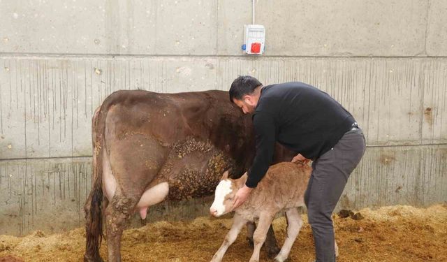 Devlet desteğiyle akıllı ahır kurdu, üretimde verimliliği arttırdı