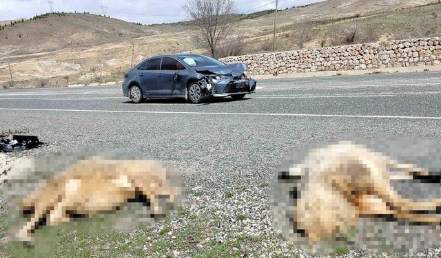 Elazığ’da otomobil sürüye çarptı: 9 koyun telef