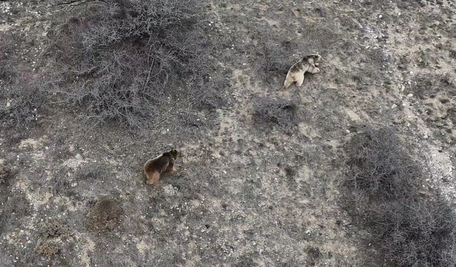 Erzincan'da kış uykusundan uyanan ayılar drone ile görüntülendi