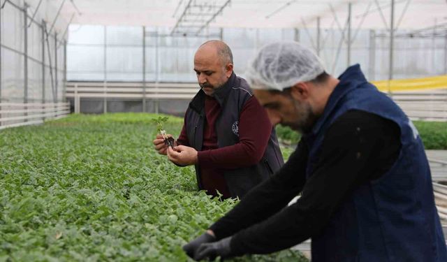 Jeotermal seralarda yetişen çiçekler kente renk katıyor