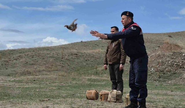 Kars'ta kaçak avcılara darbe: 51 canlı keklik özgürlüğüne kavuştu