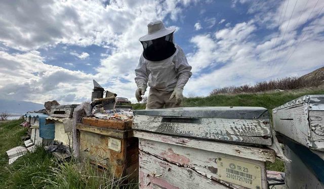 Kovanlarda hareketlilik: Yavru ve besleme dönemi başladı