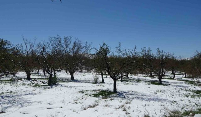 Malatya'da kayısıda don endişesi yaşanıyor