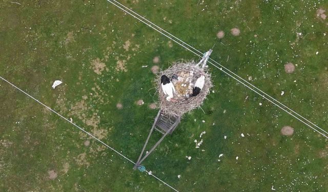 Muş Ovası'nda doğa canlanıyor: Leylekler kuluçka hazırlığında