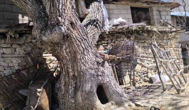 Şiddetli rüzgar Çatak’ta ceviz ağacını devirdi, ahır zarar gördü