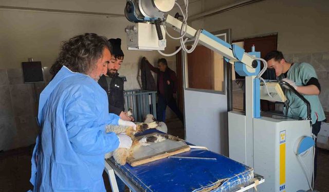 Van’da deprem sonrası enkazdan çıkarılan kuzular tedavi ediliyor