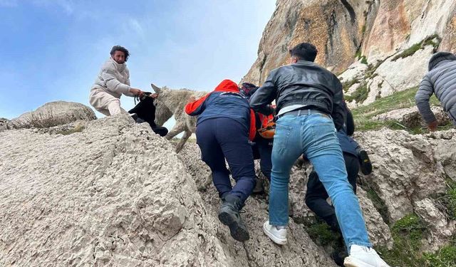 Van'da kayalıklarda mahsur kalan eşeği ekipler güçlükle kurtardı