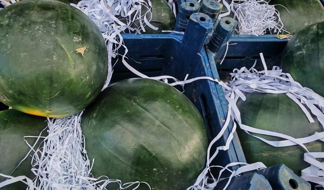 Ahlat’ta İran karpuzu tezgahlarda: Fiyatı cep yakıyor