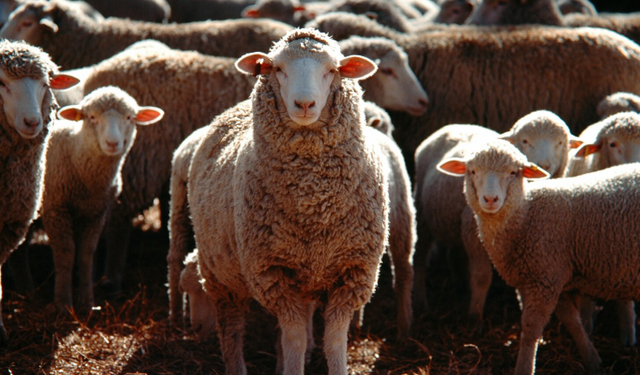 Bitlis’te kurban bağışı çağrısı: Cansuyu hisse bedellerini açıkladı